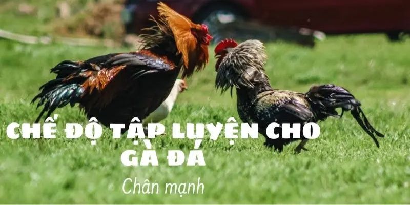 Cách nuôi gà đá chân mạnh thông qua bài tập huấn luyện